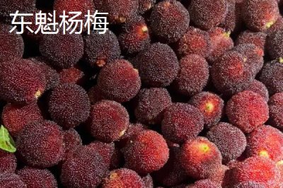 杨梅的优良品种介绍，荸荠种杨梅在我国种植面积较大