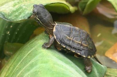 草龟互咬怎么办,可更换容器或分开饲养