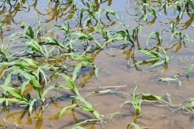 水淹玉米苗如何补救,及时将死亡或者染病严重的株苗拔除