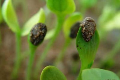 幼苗带帽的原因,双子叶的植物幼苗容易发生