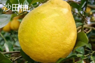 柚子何时成熟上市,一般集中在10-11月份