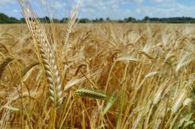 小麦丛矮病防治方式,可用甲拌磷拌种堆闷