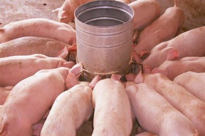 小猪出生多久不用保温箱,出生30天后可正常饲养