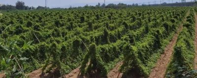 山药高产施肥技术,喜欢肥效较长的有机肥