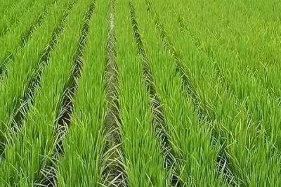 水稻幼穗分化时要注意哪些事项,做好光照、水分、温度等管理工作