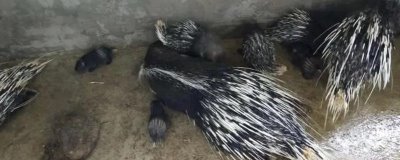 豪猪能不能人工养殖,可以养殖但要办理相关证件