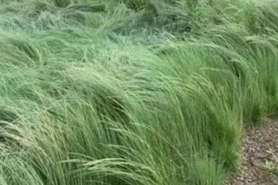 鼠茅草的产地,北美退化草原是主要分布区