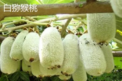 当前种什么果树有前景，阿克苏苹果、白猕猴桃等品种是不错的选择