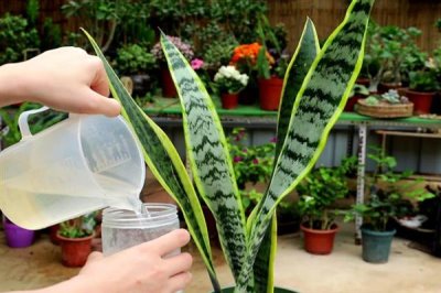 虎皮兰怎么养殖,冬季每隔10天浇一次水