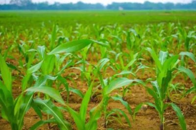 德瑞3号玉米种子特征特性,中抗大斑病