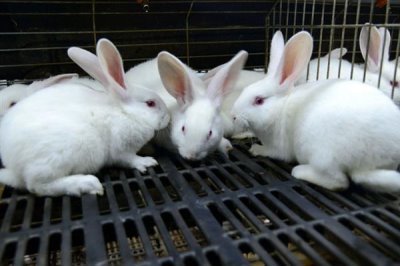 养兔需要具备哪些条件，首先根据数量决定场地大小