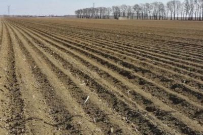 水蜜桃的种植技术,基肥提倡冬肥秋施