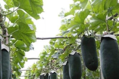 冬瓜老是掉瓜怎么办,最好在进入花期时便进行人工授粉