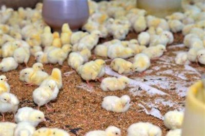 鸡苗多大能散养，1-2个月左右即可