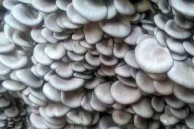 平菇两段出菇的培育法，接种时在袋口料面上铺一层菌种