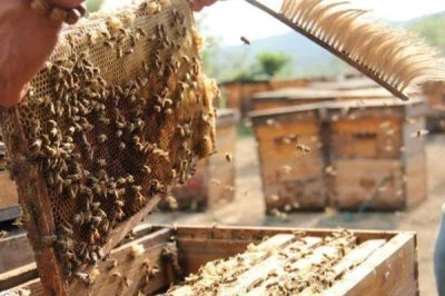 中华蜜蜂怎么养殖,温度较高时要在蜂箱四周洒水降温