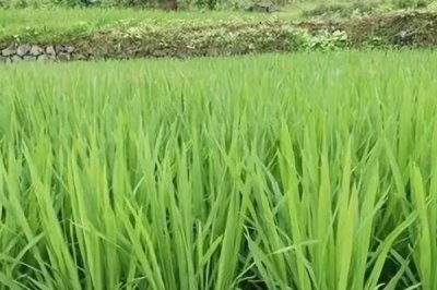 水稻分蘖期怎么管理，需做好追肥、晒田、除草等工作