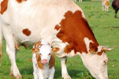 母牛一直站着不趴下是怎么回事,可能是腿部出现了病变