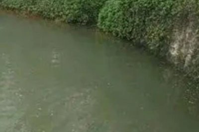 养殖水体浑浊的原因，可能是饵料不足或水草过少等