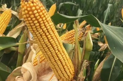 奥玉一号玉米种子介绍,地温要确保10℃以上进行播种