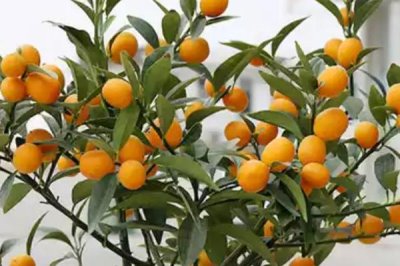 柑橘的主产地,主产于浙江、四川、湖南等省份
