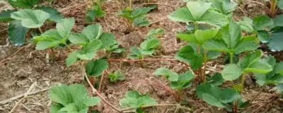 草莓老苗怎么处理，老苗需要断老根