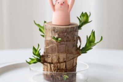 水培巴西木的养殖方法，要为其选择容量大的花瓶