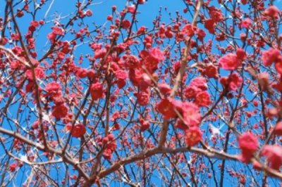 红梅的花期，通常集中在冬春季节