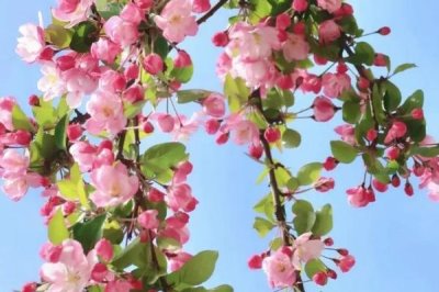海棠花开花的时间,不同品种的花期不同