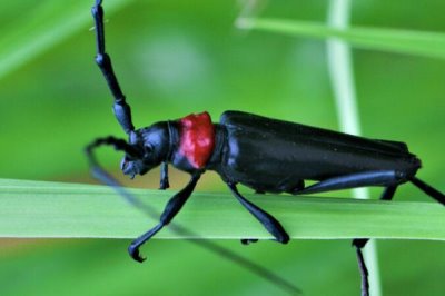 红颈天牛吃什么,幼虫孵化后在树皮下蛀食