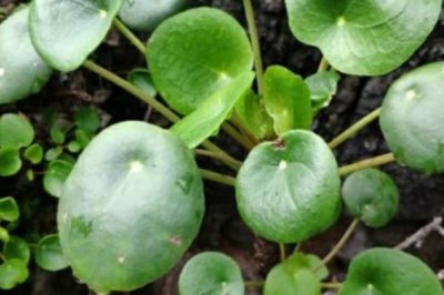 什么是镜面草,属于冷水花属、镜面草种植物