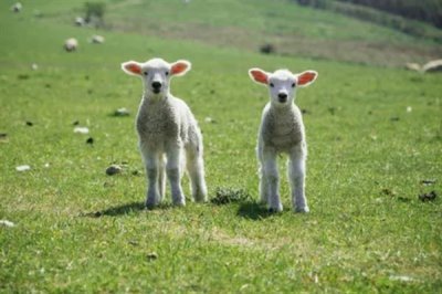 羊怎么喂养长得快，需要科学的喂养方法