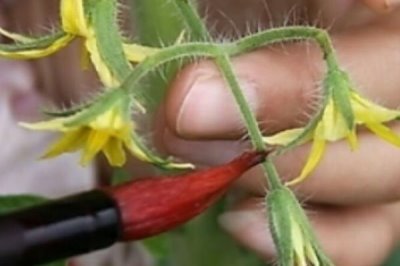 选择番茄品种的原则,抗病丰产的品种更合适