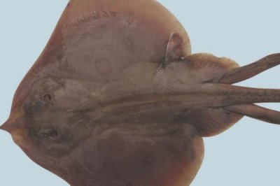 鳐鱼的种类,常见的有鳐科、单鳍鳐科、拟鳐科等