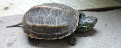 龟甲是乌龟的壳吗,是龟科动物乌龟的背甲及腹甲