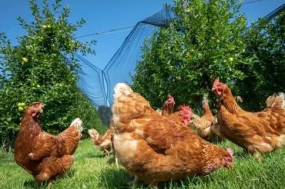 为什么鸡不知道躲雨,是因为鸡要借助淋雨代替排汗