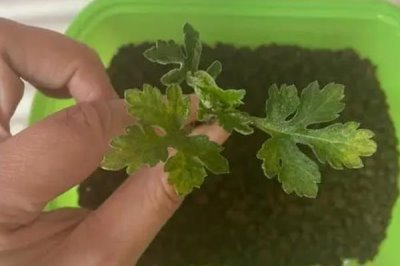 扦插菊花的时间，3-5月扦插为佳