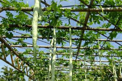 蛇瓜的种植技术,通常在2月上旬播种