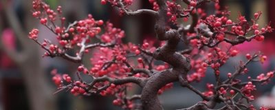 梅花的开放时间,一般为1-3月份