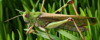 蝗虫是害虫还是益虫,是农业害虫