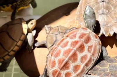 乌龟背上有黑点是怎么回事，黑点是正常的