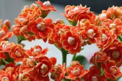 长寿花扦插后如何管理，适宜的温度在15-24℃之间