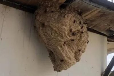 马蜂窝怎么安全处理，试试这4种方法