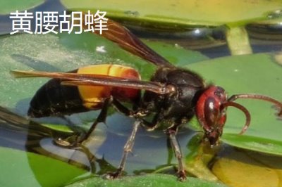 杀人蜂是什么蜂,实际上是多种剧毒蜂类的俗称