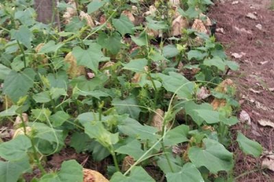 佛手瓜怎么种植，用温水浸种1小时再播种