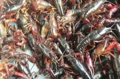 小龙虾缺氧原因以及怎么解决,可能是密度过大、水质过肥等因素所导致