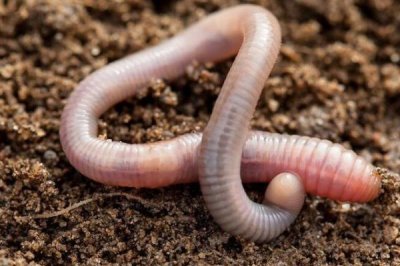 黄辣丁体内有没有寄生虫，肠道中可能存在绦虫、血吸虫等寄生虫