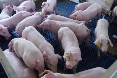 猪可以活多少年,正常寿命在二十年左右