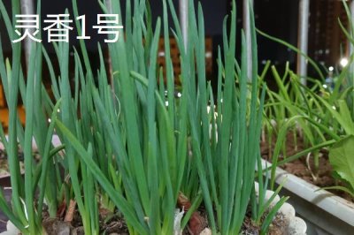 小葱的产地，原产于西伯利亚