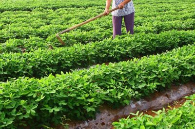 花生追肥时间,苗期和开花结荚期均可施肥